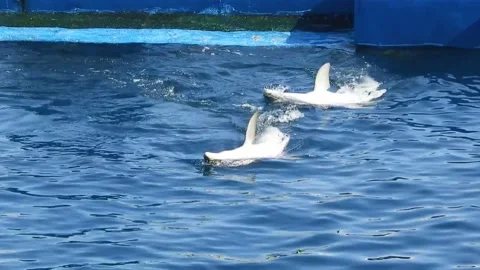 Close Up Of Two Dolphins Waving In A Pool Stock Footage 228739189