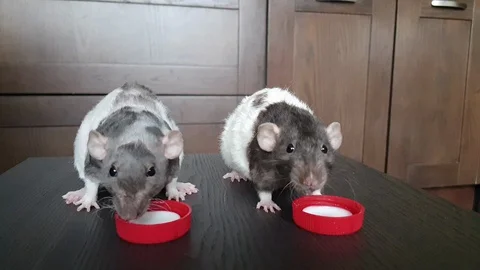 Close-up of two domestic white grey pet Stock Video Pond5
