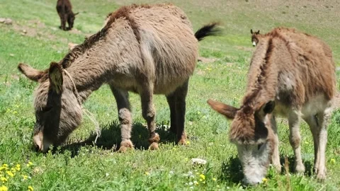 Close-up of two donkeys eating green grass in the mountains of Kyrgyzstan Stock Footage 276645744