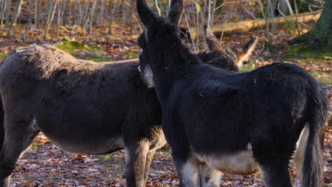 Close up of two donkeys Stock Footage 121230227