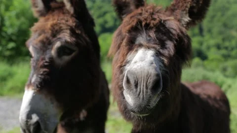Close up on two donkeys in a meadow Stock Footage 131305833