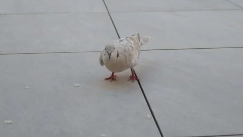 Close-up of two doves pecking at crumbs on a tiled surface, Cote d'Azur, France Stock Footage 344826648