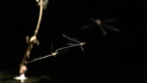 Close-up of two dragonflies flying. Stock Footage 266837182