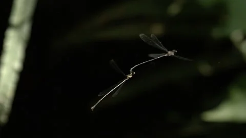 Close-up of two dragonflies hovering. Stock Footage 266827071