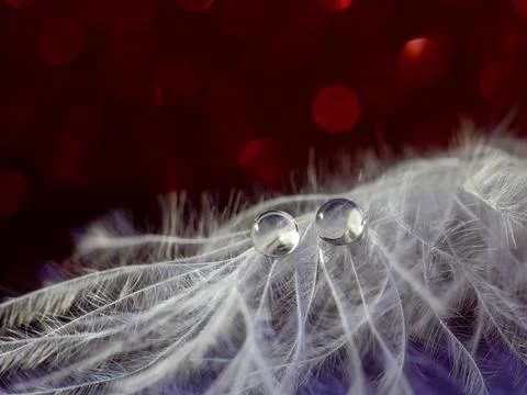 Close up. Two drops on a white feather on a blurred background with red and.. Stock Photos