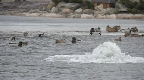 Close-up of two ducks coming down on water in Mezhyhirya in January 2015 Stock Footage 46211963