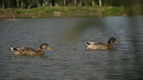 Close-up of two ducks floating on the lake. Stock Footage 79477547