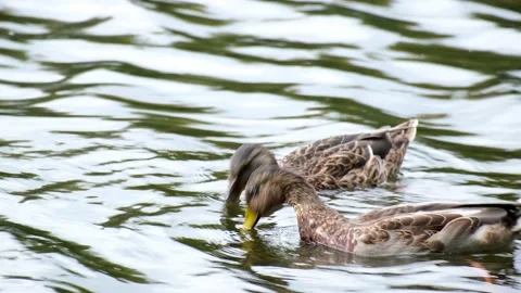 Close-up of two ducks swimming and looking for food underwater Stock-Footage 161151608