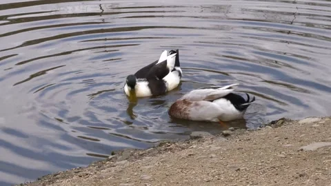 Close-up of two ducks swimming in tranquil waters Vidéo 266583343