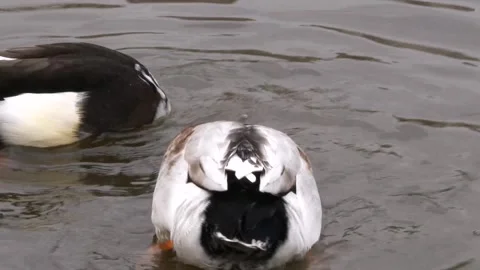 Close-up of two ducks swimming in tranquil waters Stock-Footage 266583407