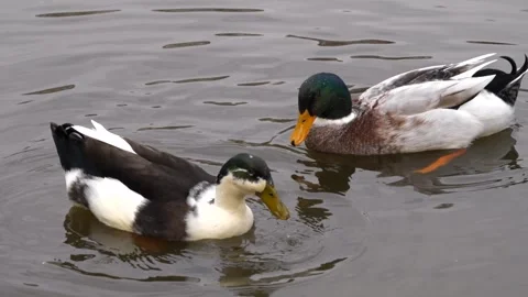 Close-up of two ducks swimming in tranquil waters Stock-Footage 267034803
