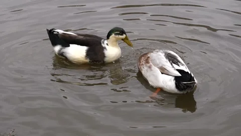 Close-up of two ducks swimming in tranquil waters Stock-Footage 267034861