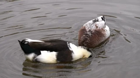 Close-up of two ducks swimming in tranquil waters Stock-Footage 267746256