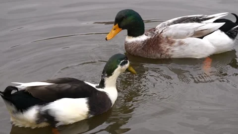 Close-up of two ducks swimming in tranquil waters Stock-Footage 267746423
