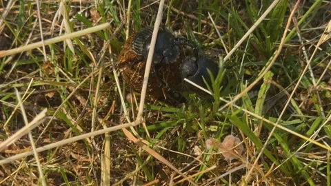 Close-up of two dung beetles competing over a dung ball Stock Footage 341703530