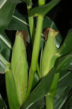 Close up of two ears of corn before harvest Foto stock