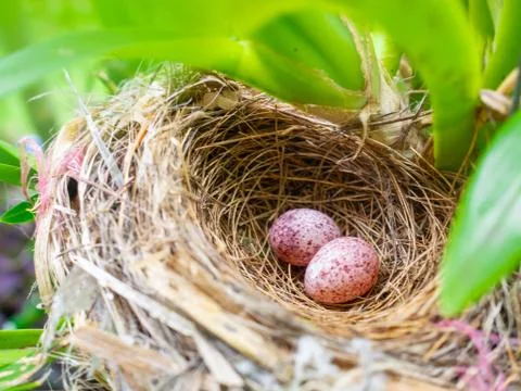 Close-up of two eggs in nest Stock Photos