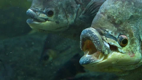 Close up of two elephant ear fish Stock Footage 233794357