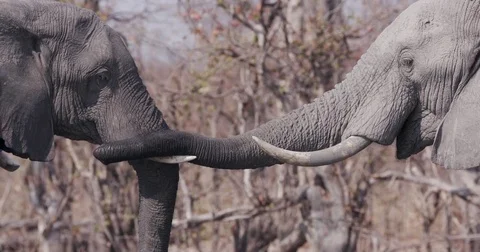 Close-up of two elephants greeting with trunks  Okavango Delta, Botswana Stock Footage 85253550