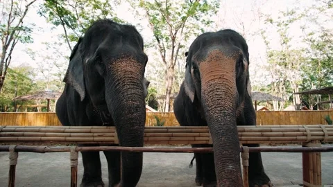Close-up of two elephants stretching their trunks in anticipation of a treat Stock Footage 317164508