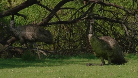Close-up of two emu birds looking around whilst sitting down Stock Footage 73034069