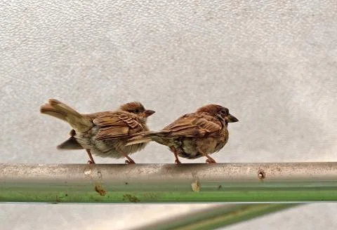 Close up Two Eurasian Tree Sparrows Standing on Stainless Steel Railing Photos