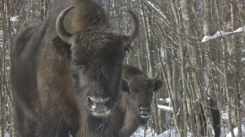 Close up  two  european bison (bison bonasus) . Stock Footage 104020047