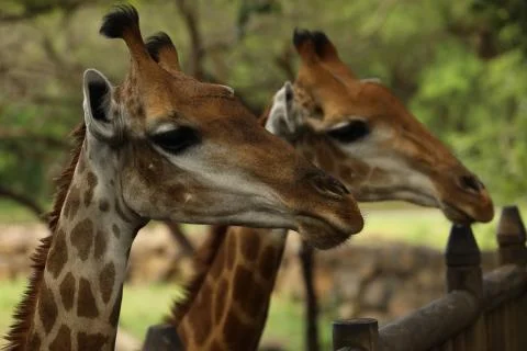 Close up two faces of a giraffe looking ahead Stock Photos
