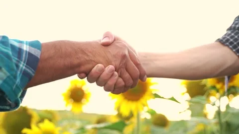Close up, Two farmer shaking hands in the sunflower field Stock Footage 137100983