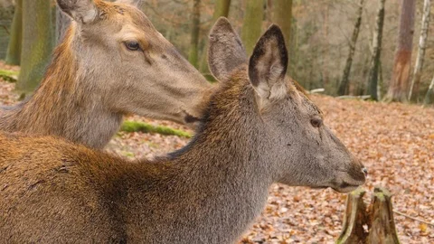 Close up of two female dam deer Stock Footage 121170038