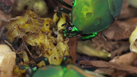 Close up of two fig eater beetles eating rotten fruit Stock Footage 137881965