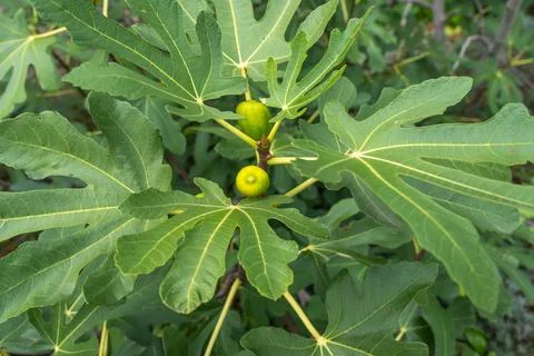Close-up of two figs, one lighter and one darker green, among lush leaves. Stock Photos