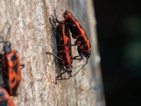 Close up of two firebugs on wood Stock Photos