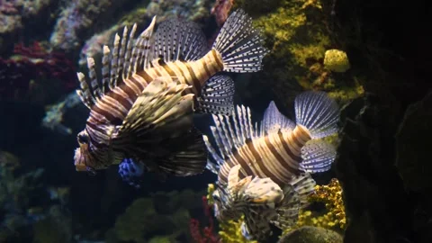 Close up of two firefish  Stock Footage 299635385