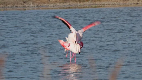 A close-up of two flamingos during mating season at sunset Stock Footage 339674455