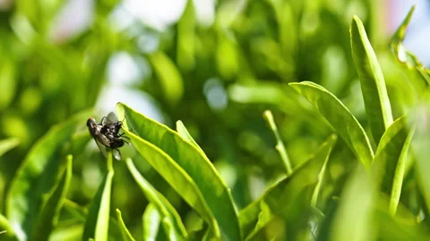 Close up of two flies mating on a plant during heavy winds 1 Stock Footage 267484533
