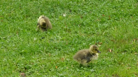 Close-up of two fluffy goslings walking on dewy green grass Stock Footage 318923414