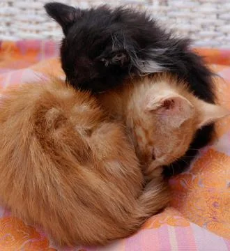 Close up of two fluffy kittens cuddling in street, Essaouira, Morocco Stock Photos