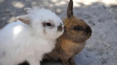 Close-up. Two fluffy rabbits white and brown sits in a cage and looks around Stock Footage 128824364