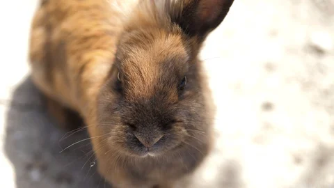 Close-up. Two fluffy rabbits white and brown sits in a cage and looks around Stock Footage 128824384