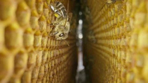 Close up of two frames full of honey and bees in beehive Stock Footage 218992923