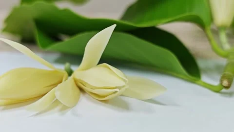 Close up of two fresh white champaca flowers with green leaves background. 스톡 동영상 338009849