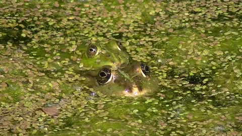 Close up of two frogs croaking in the water covered with duckweed Stock Footage 133607029