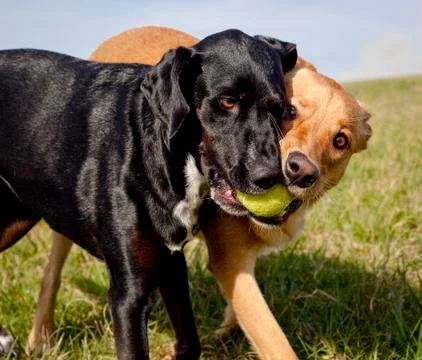 Close up of two funny mutts having the same green tennis ball in their mouths Stock Photos