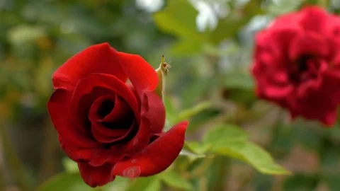 Close up two garden red roses. In the foreground a rose bud in focus.4k Stock Footage 111281320