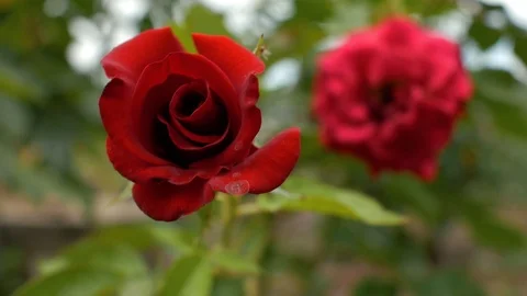 Close up two garden red roses. In the foreground a rose bud in focus.4k Stock Footage 111281326