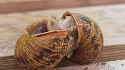 Close Up of Two Garden Snails Mating on Wooden Surface Stock Footage 340538909
