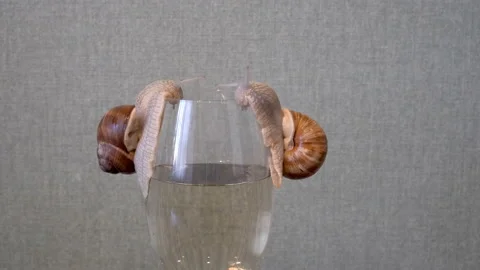 A close-up of two garden snails that slowly crawl up the walls of a glass of Video stock 166208168