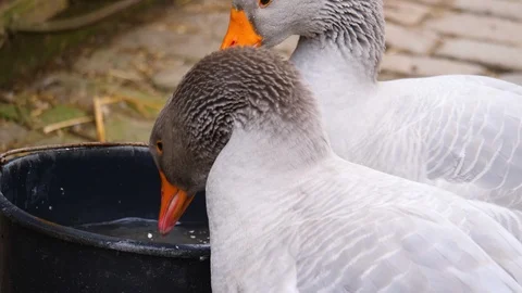Close up of two geese cleaning them selfs Stock Footage 124557737