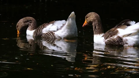 Close up of two geese floating Stock Footage 260388625